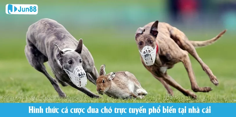 Jun88 - Cá Cược Đua Chó: Một Trải Nghiệm Thú Vị Hình thức cá cược đua chó trực tuyến phổ biến tại nhà cái