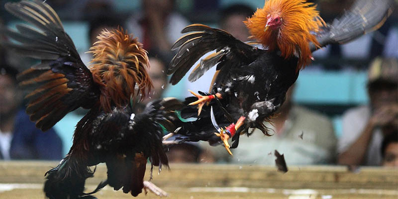 Đá Gà Cựa Dao: Trò Chơi Đặc Sắc Và Đỉnh Cao tại Jun88 Đá gà cựa dao là gì? Thông tin về đá gà cựa dao trực tiếp