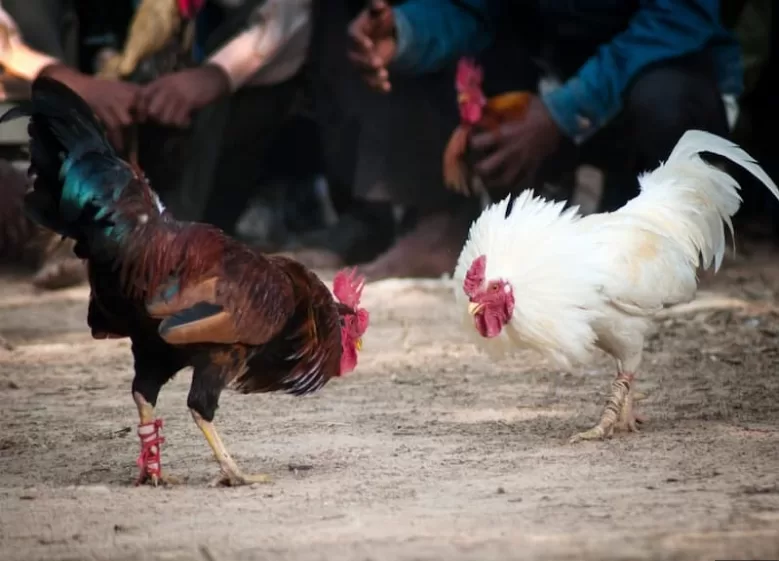 Đá Gà Cựa Dao: Trò Chơi Đặc Sắc Và Đỉnh Cao tại Jun88 Kinh nghiệm cá cược đá gà cựa dao trực tiếp