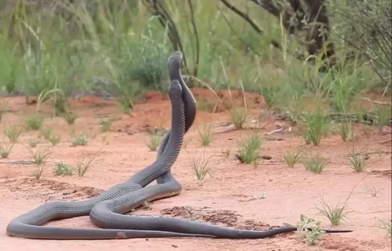 Mơ thấy 2 con rắn cắn nhau