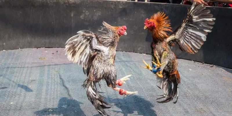 Cách Nuôi Gà Đá Tới Pin – Bí Mật Thần Kê Bất Bại Jun88 2025 Cách nuôi gà đá tới pin xây dựng nền tảng hô hấp tế bào