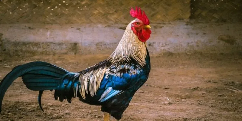 Cách Nuôi Gà Đá Tới Pin – Bí Mật Thần Kê Bất Bại Jun88 2025 Duy trì lịch nghỉ ngơi và phục hồi chủ động sau mỗi trận xổ