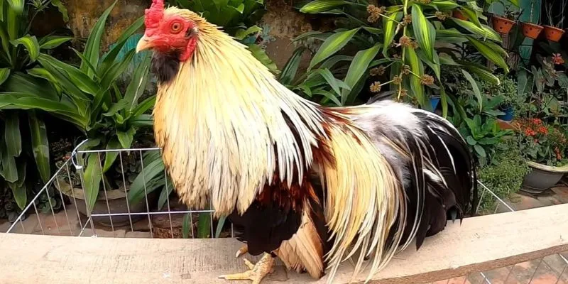 Red Cell Pro là “Vua bổ máu” dành cho gà mới lớn