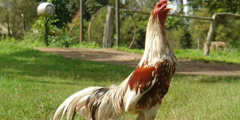 Thuốc Nuôi Gà Đá Của Mỹ – Bí Quyết Tạo Thần Kê Jun88